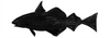 Haddock fish